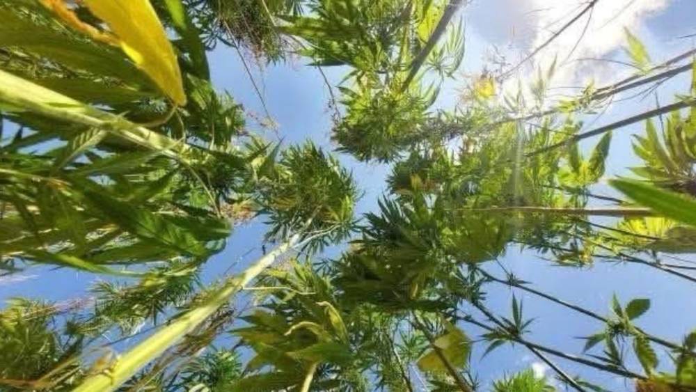 Antalya Isparta ve Burdur&rsquo;da kenevir &uuml;retimine resmen izin verildi