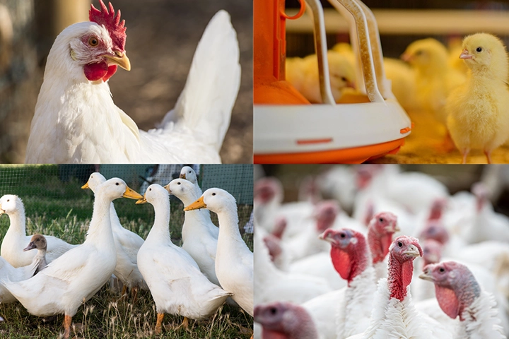 Kanatlı işletmelerinde biyog&uuml;venlik kuralları g&uuml;ncellendi