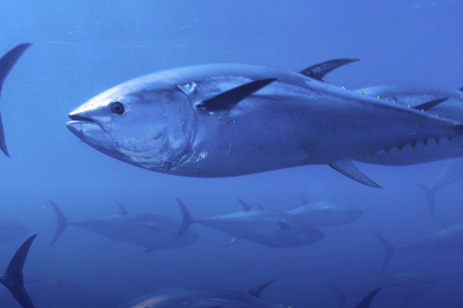 Mavi y&uuml;zge&ccedil;li orkinos kotası y&uuml;zde 20 arttı!