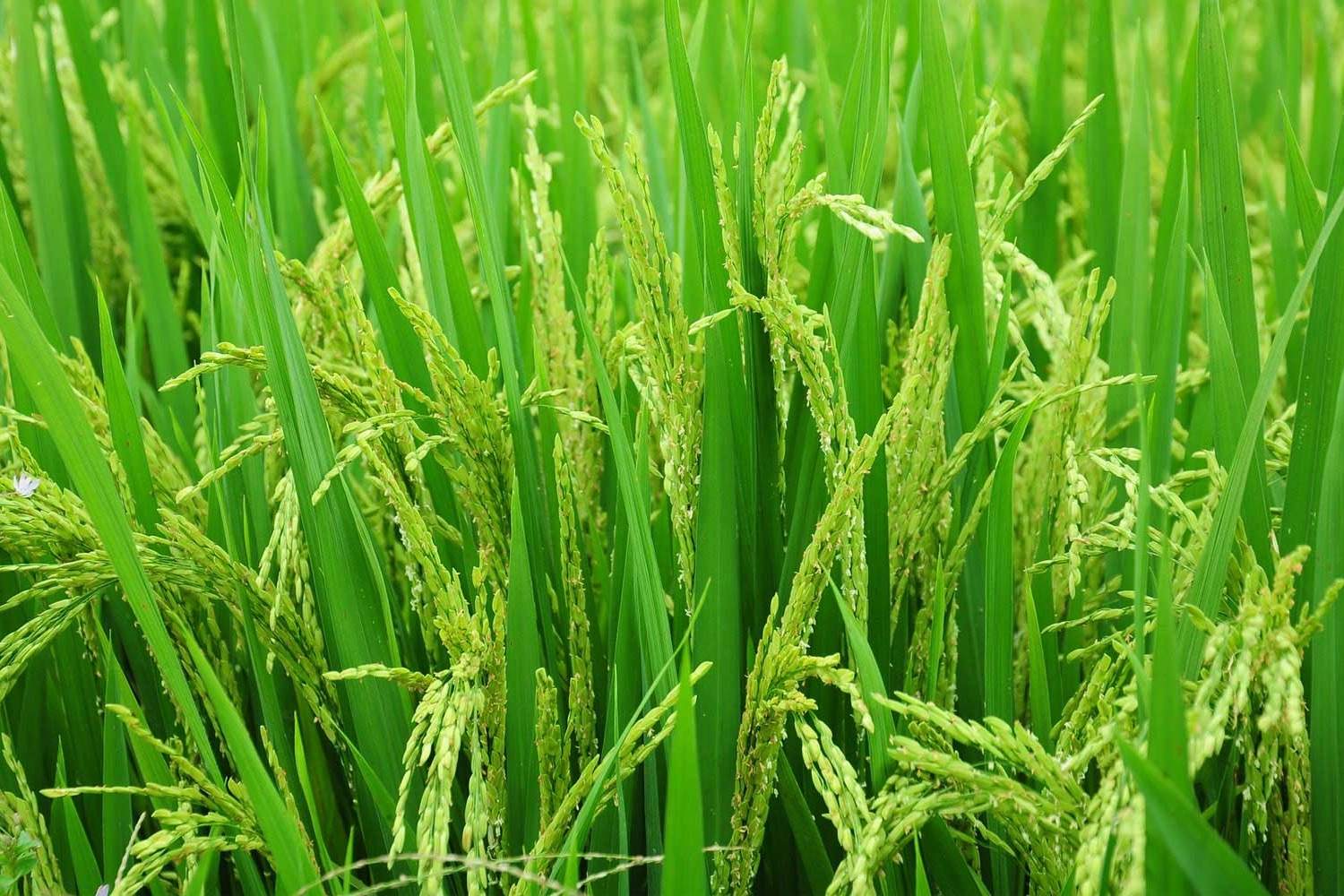 Edirne&rsquo;de 2026 &ccedil;eltik ekim başvuruları başladı