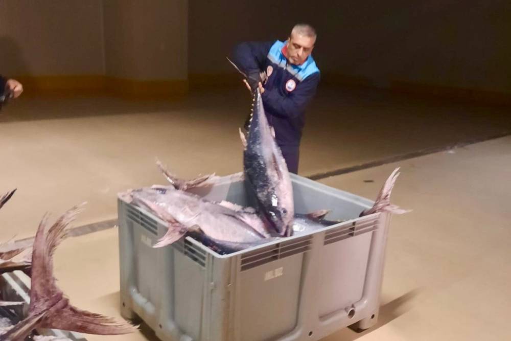 İstanbul&rsquo;da yasa dışı avlanan 570 kilogram orkinos ele ge&ccedil;irildi