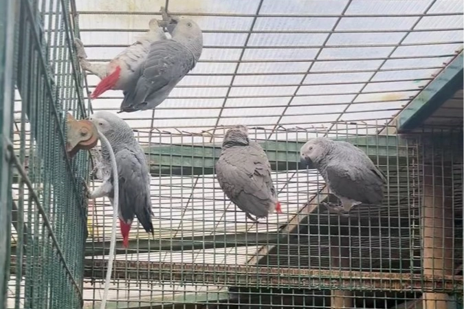 İstanbul'da ka&ccedil;ak yaban hayvanı operasyonu... 20 Afrika gri papağanına el konuldu