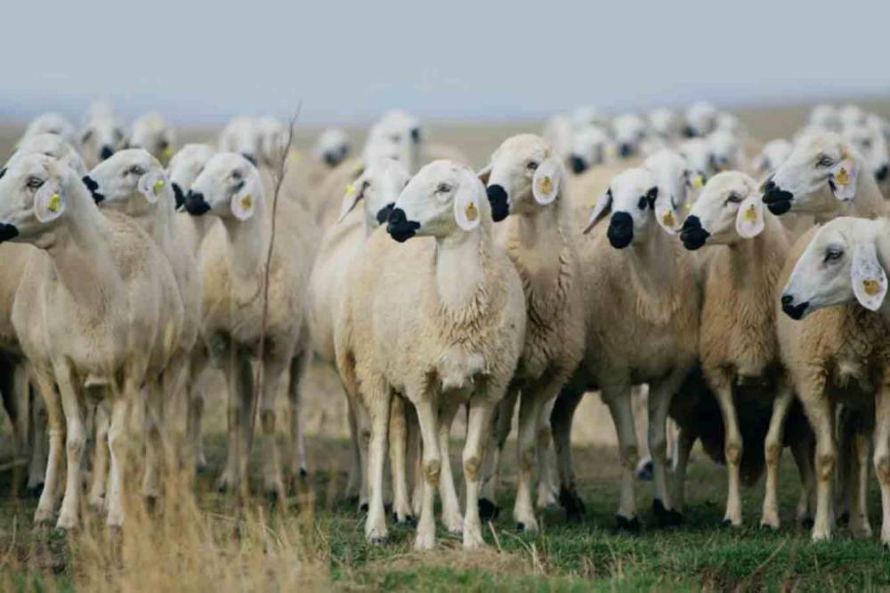 "Kırsalda bereket k&uuml;&ccedil;&uuml;kbaşa destek" projesi başlıyor