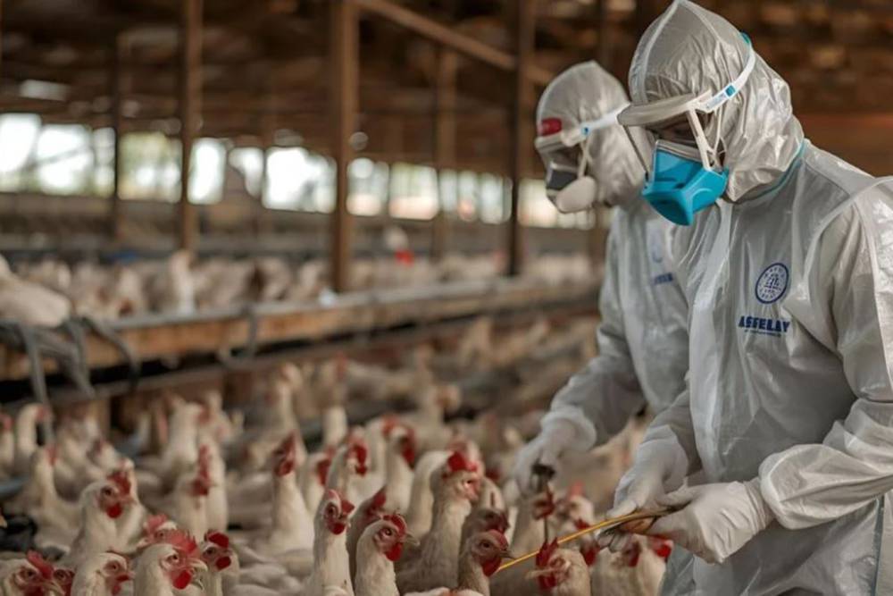 Almanya'da kuş gribi alarmı