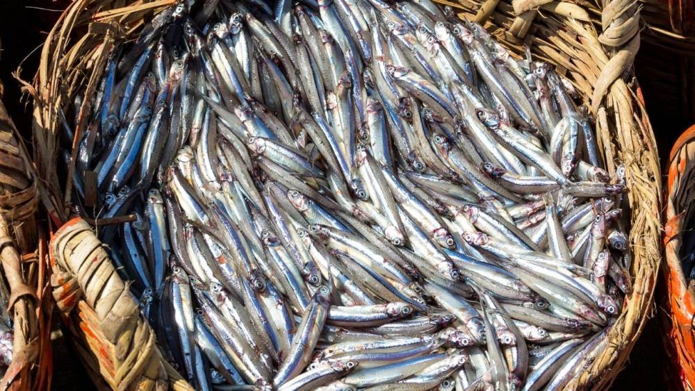 Doğu Karadeniz’den 10 ayda 29 ülkeye su ürünü ihracatı