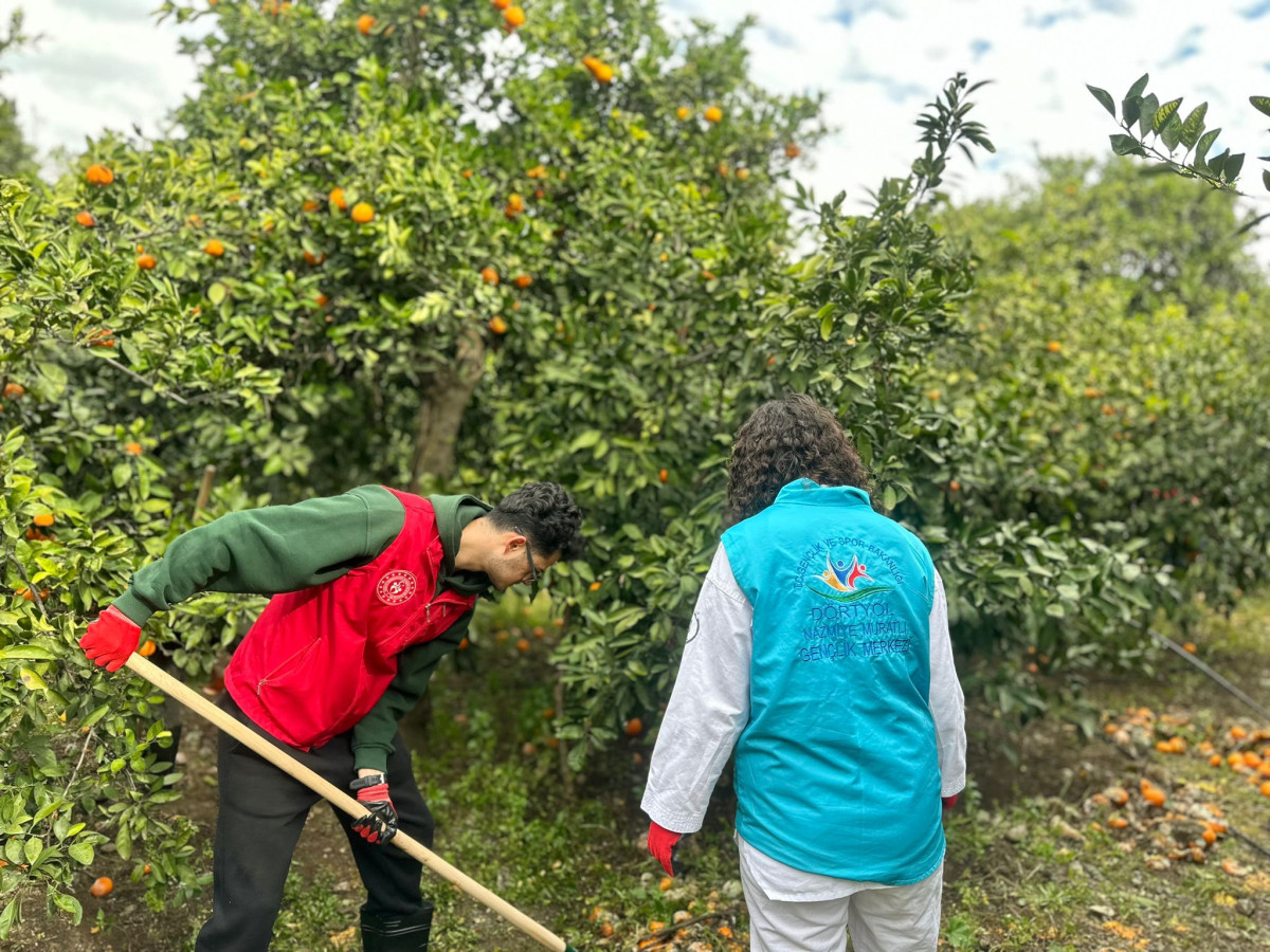 Genç Gönüllüler Hatay'da Narenciye Hasadına Yardım Etti